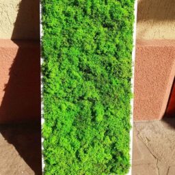 tablou cu licheni tablou din licheni tablouri cu licheni tablouri din licheni