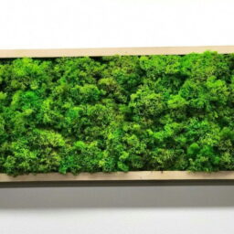 Tablou cu licheni 70x30 cm