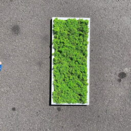 tablou cu licheni tablou din licheni tablouri cu licheni tablouri din licheni