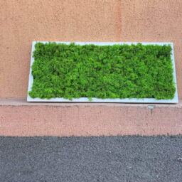 Tablou cu licheni 70x30 cm