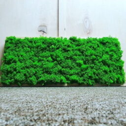 Tablou cu licheni 70x30 cm