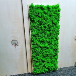 Tablou cu licheni 70x30 cm