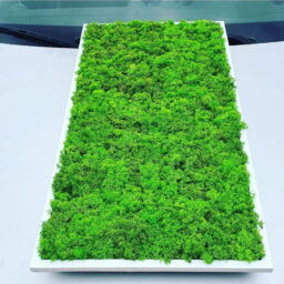 Tablou cu licheni 70x30 cm