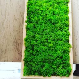 Tablou cu licheni 70x30 cm