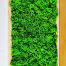 Tablou cu licheni 70x30 cm