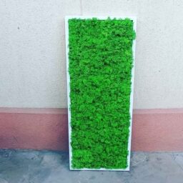 Tablou cu licheni 70x30 cm