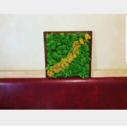 Tablou cu licheni 30X30 cm