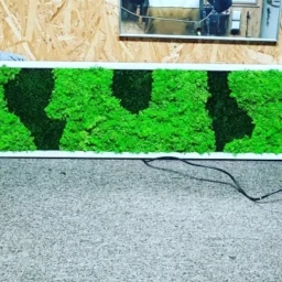 tablou cu licheni tablou din licheni tablouri cu licheni tablouri din licheni