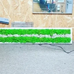 decor perete cu licheni naturali