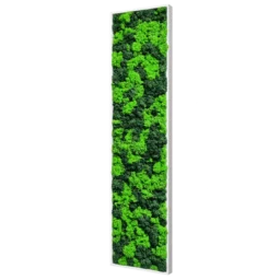 Panou vertical cu licheni verde deschis și închis și ramă albă, 100x30 cm, vedere din dreapta