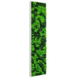 Panou vertical cu licheni verde deschis și închis și ramă albă, 100x30 cm, vedere din stânga