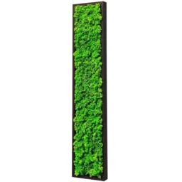 Panou vertical îngust cu licheni verzi și ramă din lemn închis, 100x20 cm, vedere din dreapta