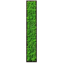Panou vertical îngust cu licheni verzi și ramă din lemn închis, 100x20 cm, vedere frontală