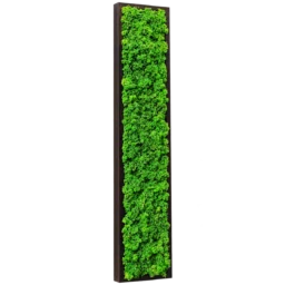 Panou vertical îngust cu licheni verzi și ramă din lemn închis, 100x20 cm, vedere din stânga