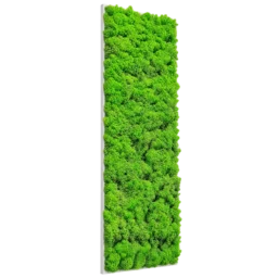 Panou vertical cu licheni verde intens pe suport alb subțire, 100x30 cm, vedere din stânga