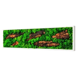 Tablou orizontal cu licheni verzi, cinci bucăți de scoarță și ramă albă, 100x30 cm, vedere din dreapta