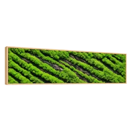 Tablou orizontal cu licheni verzi în dungi diagonale și scoarță, 100x30 cm, vedere din stânga