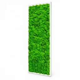 Tablou vertical cu licheni verzi pe suport alb, 70x30 cm, văzut din dreapta
