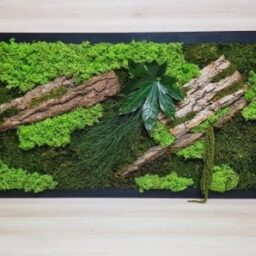 tablou cu licheni tablou din licheni tablouri cu licheni tablouri din licheni