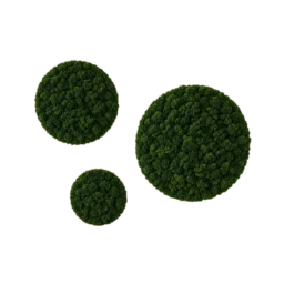 Set de trei cercuri cu licheni stabilizați verde închis, diametre 70, 50 și 30 cm, vedere din dreapta