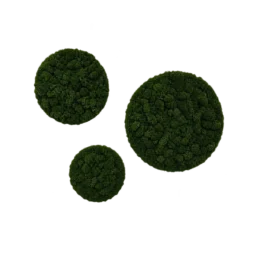 Set de trei cercuri cu licheni stabilizați verde închis, diametre 70, 50 și 30 cm, vedere din stânga