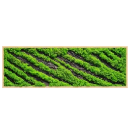 Tablou orizontal cu licheni verzi și scoarță naturală în benzi oblice, ramă lemn natur, vedere frontală