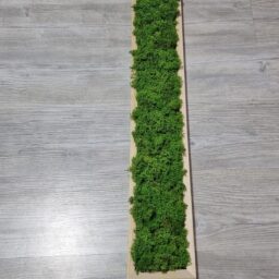 tablou cu licheni tablou din licheni tablouri cu licheni tablouri din licheni