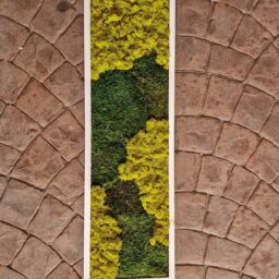 tablou cu licheni tablou din licheni tablouri cu licheni tablouri din licheni