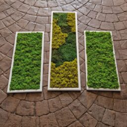 tablou cu licheni tablou din licheni tablouri cu licheni tablouri din licheni