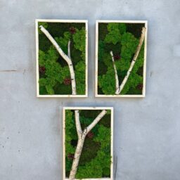 tablou cu licheni tablou din licheni tablouri cu licheni tablouri din licheni