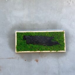 tablou cu licheni tablou din licheni tablouri cu licheni tablouri din licheni