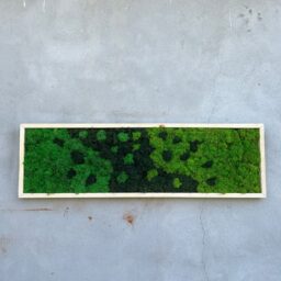 tablou cu licheni tablou din licheni tablouri cu licheni tablouri din licheni