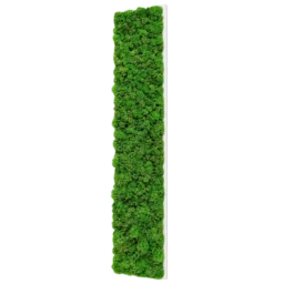 Panou vertical cu licheni stabilizați verzi 100x30 cm pe suport alb, vedere din dreapta