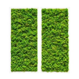 Set de două tablouri cu licheni stabilizați verzi 70x30 cm, rame albe, vedere frontală