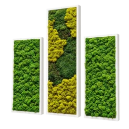 Set de trei tablouri cu licheni stabilizați, unul 100x30 cm și două 70x30 cm, rame albe, vedere din dreapta