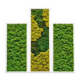 Set de trei tablouri cu licheni stabilizați, unul 100x30 cm și două 70x30 cm, rame albe, vedere frontală