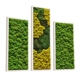 Set de trei tablouri cu licheni stabilizați, unul 100x30 cm și două 70x30 cm, rame albe, vedere din stânga