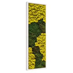 Tablou vertical 100x30 cm cu licheni galben-verzui și mușchi plat, ramă albă, vedere din stânga