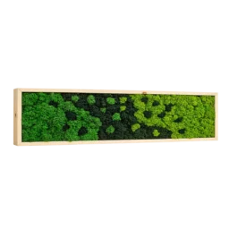 Tablou orizontal cu licheni stabilizați în nuanțe de verde, ramă din lemn natur, 100x30 cm, vedere din stânga