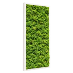 Tablou vertical cu licheni stabilizați verzi 70x30 cm, ramă albă, vedere din stânga