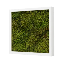 Tablou pătrat 30x30 cm cu mușchi stabilizat verde și ramă albă, vedere din dreapta
