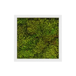 Tablou pătrat 30x30 cm cu mușchi stabilizat verde și ramă albă, vedere frontală
