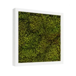 Tablou pătrat 30x30 cm cu mușchi stabilizat verde și ramă albă, vedere din stânga