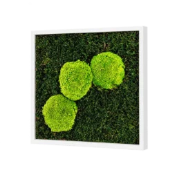 Tablou 30x30 cm cu trei inserții de mușchi bombat verde și ramă albă, vedere din dreapta