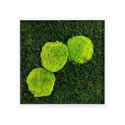 Tablou 30x30 cm cu trei inserții de mușchi bombat verde și ramă albă, vedere frontală