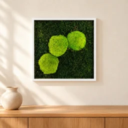 Tablou 30x30 cm cu trei inserții de mușchi bombat verde și ramă albă, vedere pe perete