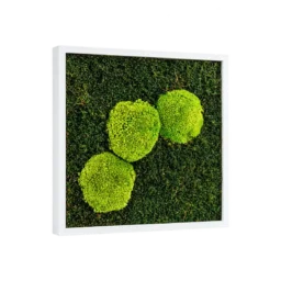 Tablou 30x30 cm cu trei inserții de mușchi bombat verde și ramă albă, vedere din stânga