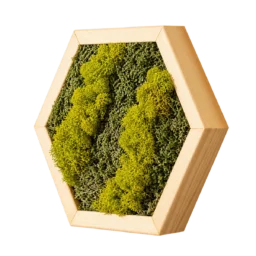 Decor hexagon cu licheni galben-verzui și mușchi verde, ramă din lemn 30×25 cm – vedere laterală dreapta