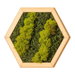 Decor hexagon cu licheni galben-verzui și mușchi verde, ramă din lemn 30×25 cm – vedere frontală
