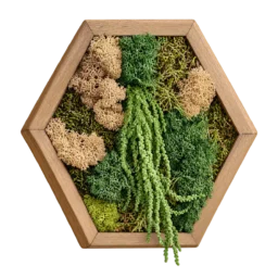 Tablou hexagonal cu licheni verzi și bej și plante curgătoare, în ramă de lemn, văzut frontal